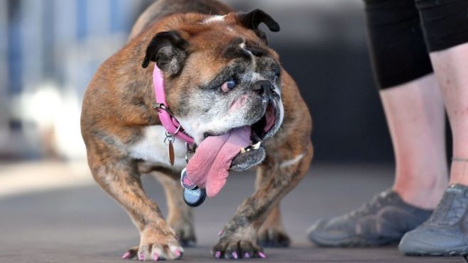 Zsa Zsa, la bulldog elegida el perro más feo del mundo (aunque tuvo fuerte competencia)