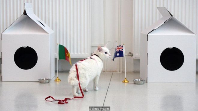 阿喀琉斯是一隻聾貓，日常工作是在聖彼得堡博物館地下室捕鼠，他是2018年世界杯的官方動物"預言家"。