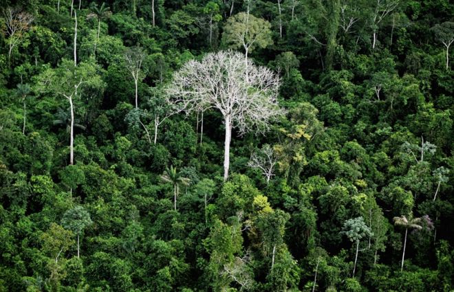 Trecho de floresta em Altamira, Pará