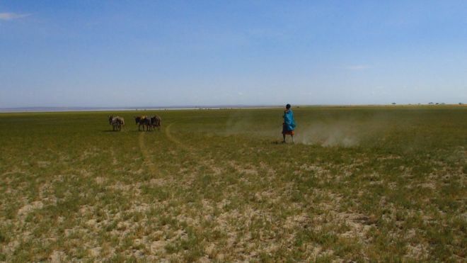 Масаи женщины с ослами в поле