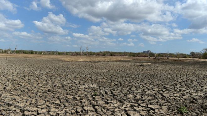 A picture taken on September 11, 2014 in the southern district of Yala shows a partially dried up irrigation reservoir. Yala National Park is the most visited, and second largest, national park in Sri Lanka. Parts of the Indian Ocean island are facing a severe drought while others are facing heavy flooding due to monsoon rains.