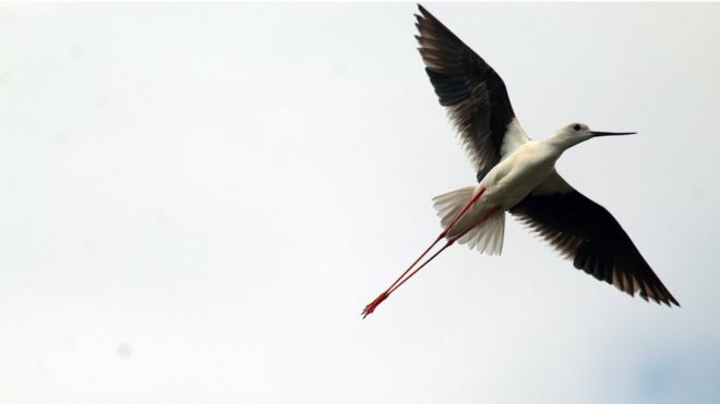 பிபிசி தமிழ் நேயர்களின் மெய்சிலிர்க்க வைக்கும் வன உயிரின படங்கள்