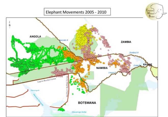 Движение слонов 2005 -2010