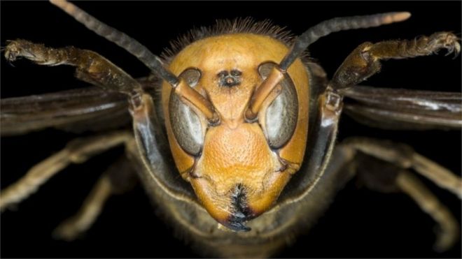 Крупный план насекомых (изображение: Научная фотобиблиотека)