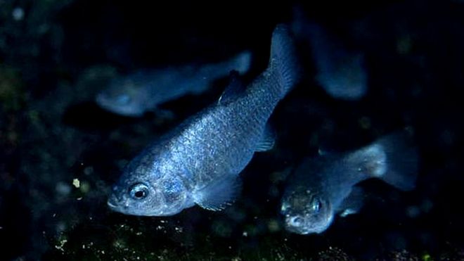 Peces cachorritos del Hoyo del Diablo