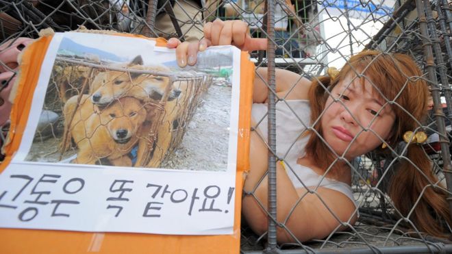 A campaigner protests against the dog meat trade at Seongnam market