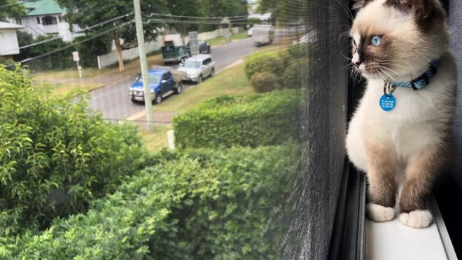 قطة تنظر من إحدى النوافذ