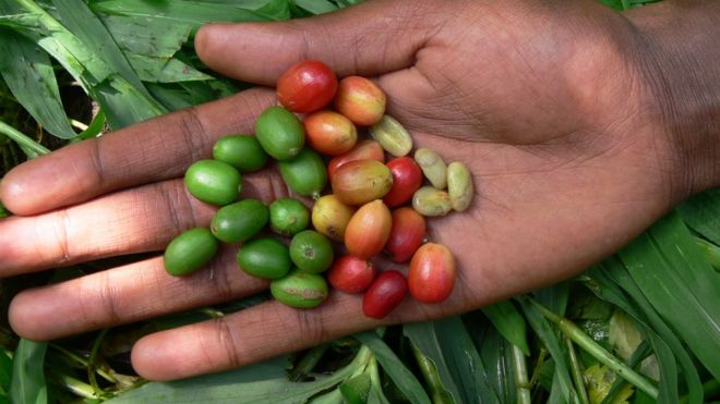 O cafÃ© arÃ¡bica, como esse produzido na EtiÃ³pia, estÃ¡ entre as diversas variedades que podem desaparecer com a mudanÃ§a climÃ¡tica