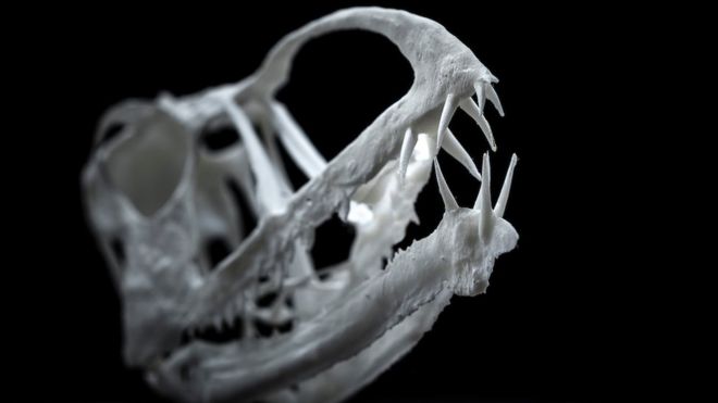 Печатная 3D-модель, показывающая острые передние зубы
