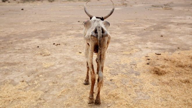 Изможденная корова гуляет в открытом поле в деревне Гельча, одном из пострадавших от засухи районов региона Оромия, в Эфиопии, в 2016 году