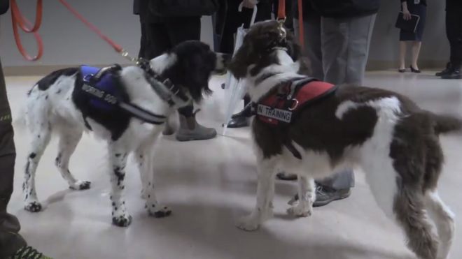 Springer spaniels ingleses