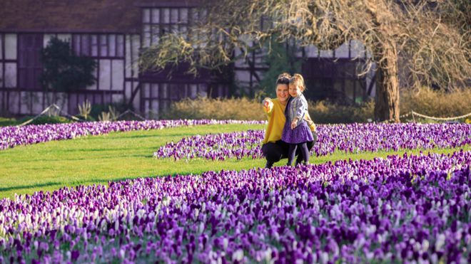 Женщина и ребенок наслаждаются крокусами в Wisley