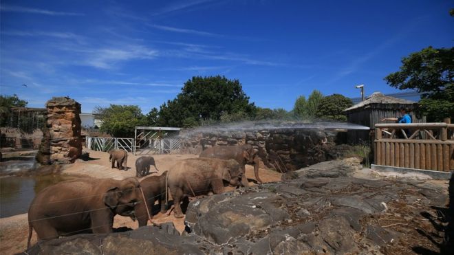 Слоны в Честерском зоопарке, опрыскиваемые водой в жару