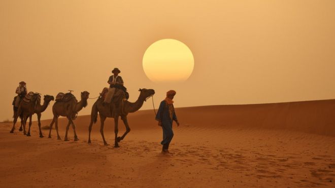 Camellos en el desierto en Marruecos.