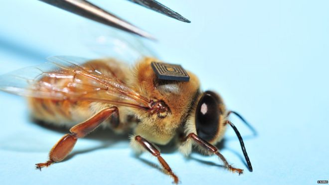 Пчела с приклеенным к спине микродатчиком