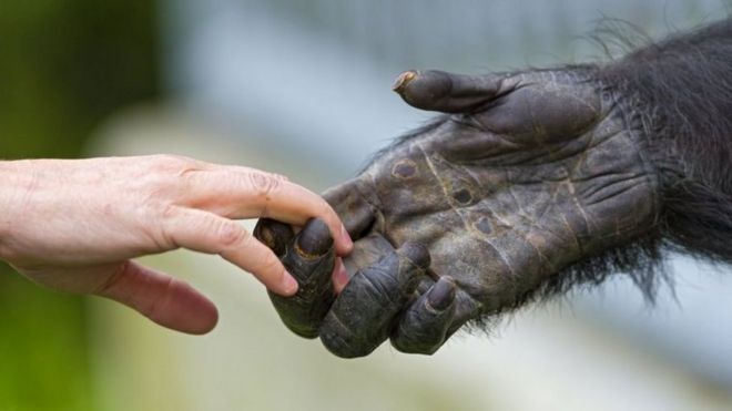 Une main touche la patte d'un primate
