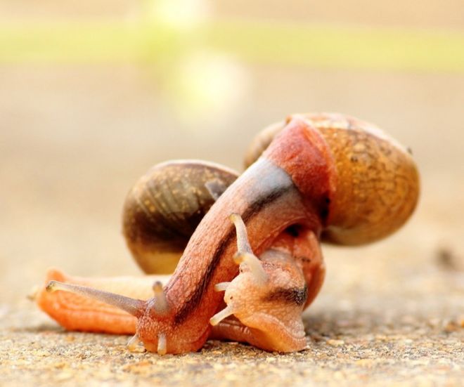 ஆ. வள்ளி சௌத்திரி