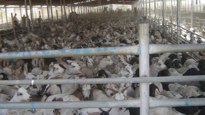 Maxjarka xoolaha ee dekedda Berbera