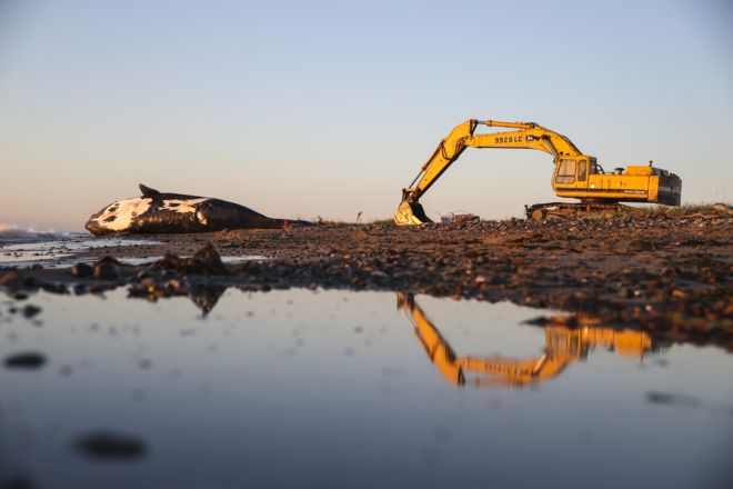 Росомаха, 9-летний самец белого кита, лежит мертвым на пляже в Нью-Брансуике.