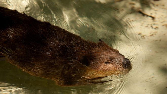 Castor del Smithsonian National Zoo en Washington, D.C. (Foto archivo)