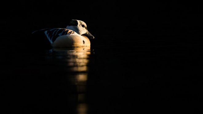 Swimming Steller's Eider by Carlos Perez Naval