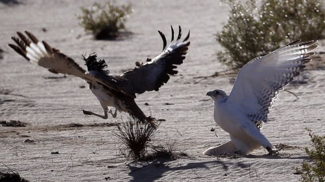 Сокол (R) пытается поймать дрофа-хубара во время соревнования по соколиной охоте, проходящего в рамках Международного фестиваля соколиной охоты 2014 года в Хамиме, в 150 км к западу от Абу-Даби, 9 декабря 2014 года.