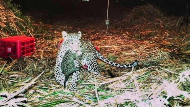 தன் குட்டிகளை எடுத்து செல்லும் சிறுத்தைப்புலி