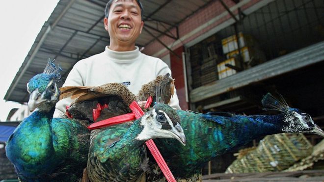 Продавец продает трех павлинов на рынке диких животных в Гуанчжоу, Китай.