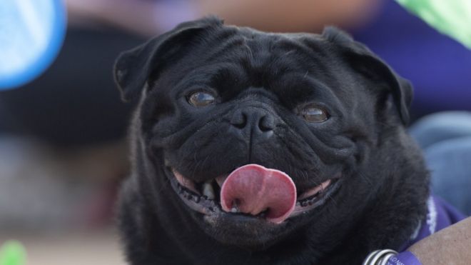 A black-coloured pug looks into the camera with its tongue sticking out in this file photo