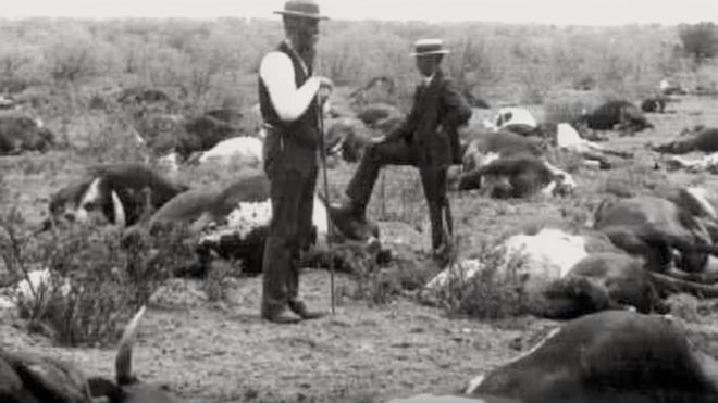 Чума крупного рогатого скота в 1890-х годах