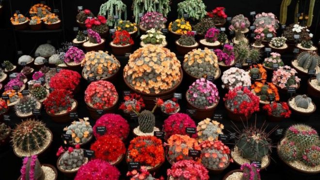 مهرجان زهور تشيلسي