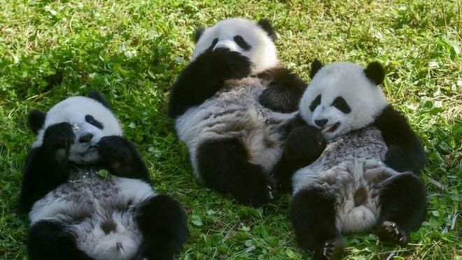 his photo taken on June 13, 2019 shows panda cubs (L-R) Linlang, Shenbinzai, Meimei and Hehe eating in the Shenshuping panda base of the Wolong National Nature Reserve in Wenchuan, China's southwestern Sichuan province