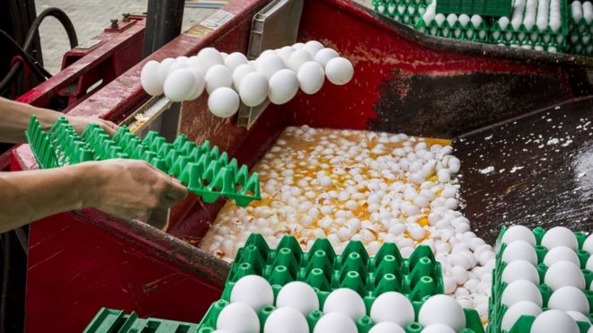 Eggs being destroyed at a poultry farm in Onstwedde, the Netherlands