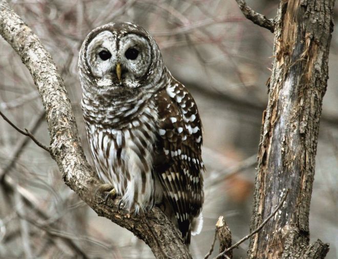 டான் பிரேக்: "அமெரிக்காவின் மிசெளரி மாநிலத்தில் ஆந்தைகள் பொதுவாக காணப்படுபவை, எங்கள் வீட்டு பின் முற்றத்தில் இருந்து சமையலறை ஜன்னலுக்குள் இந்த ஆந்தை வருவதுபோல் தெரிந்தது. அதன் இறகுகள் வண்ணக் கலவைகளுடன் பார்ப்பதற்கே ரம்யமாக இருந்தது. அதை நான் நன்றாக பார்ப்பதற்கு முன்பு அது என்னை பார்த்துவிட்டது."