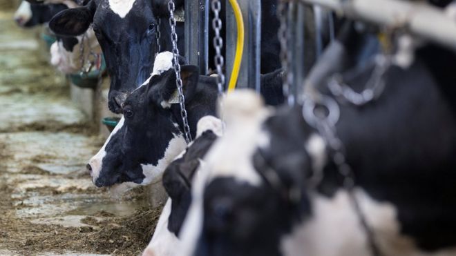 Молочных коров можно увидеть на ферме в Сен-Валериен-де-Мильтон, Квебек