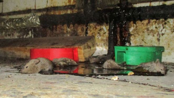 Мертвые мыши на вынос в Уолтемстоу