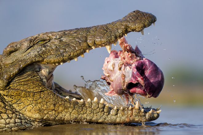 Оппортунистический крокодил от Бенс Мате, Венгрия