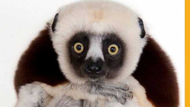 Coquerel's sifaka (Propithecus coquereli) Houston Zoo, Houston, Texas © Photo by Joel Sartore/National Geographic Photo Ark