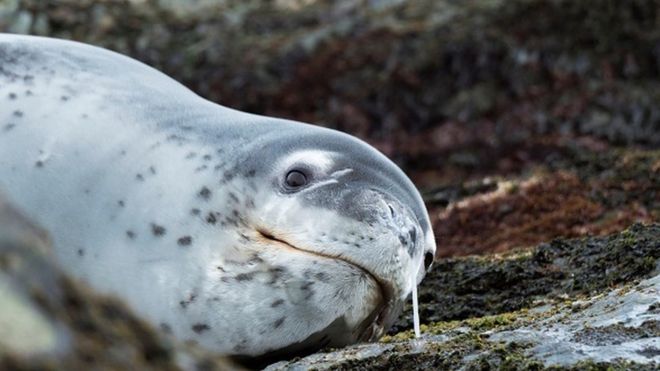 Leopard Seal Hydrurga leptonyx resting on a rock covered with kelp at the shore of South Georgia Antarctica