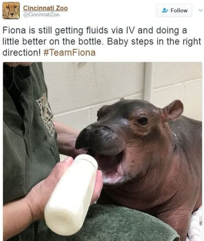 Зоопарк Цинциннати написал в Твиттере фотографию Фионы - бегемота, которого кормят из бутылочки