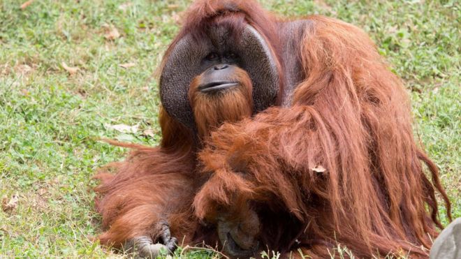 Zoo Atlanta photo shows Chantek the orangutan in Atlanta, Georgia
