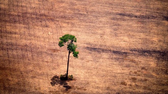 Вырубка деревьев в Бразилии