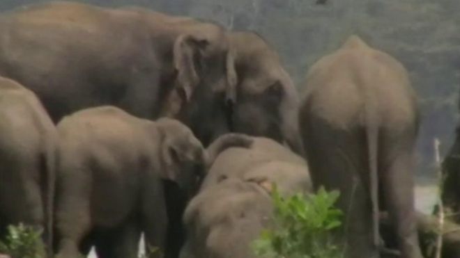 قطعان هذا الفيلة صغارها التكيف يعتبر لحماية تسير في تسير الفيلة
