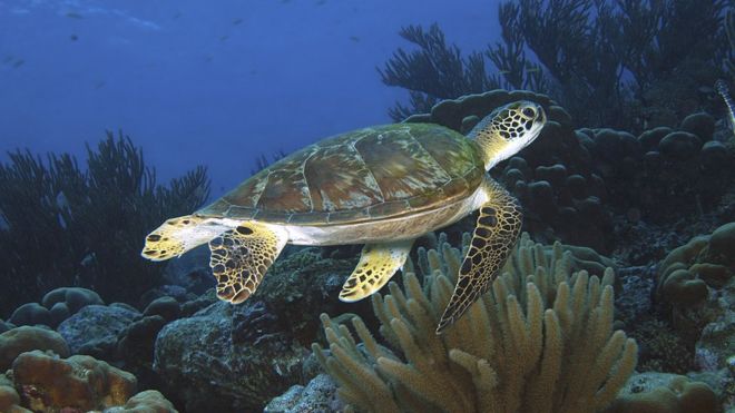 حیات در اقیانوس ها به دلیل صید بی رویه، تخریب زیستگاه و تغییر اقلیم درحال افت بوده است