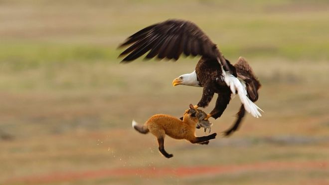 Eagle grabs prey