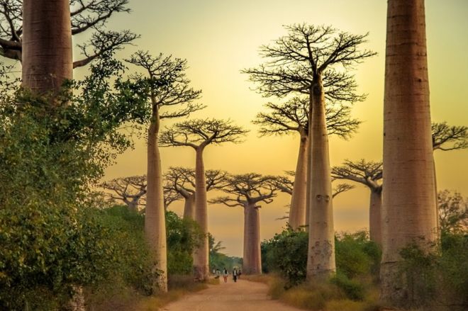 Avenida de Baobab, Morondava, Madagascar