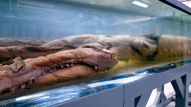Гигантский кальмар в Музее естественной истории