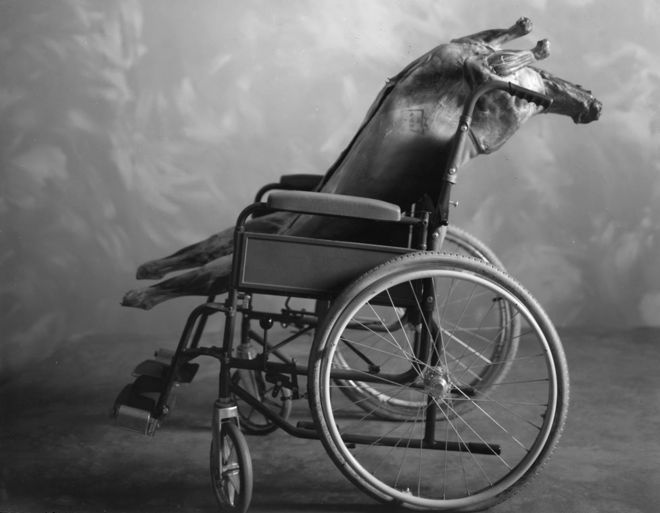 Черно-белая фотография туши козла в инвалидной коляске.
