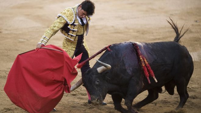 Image result for bullfighter
