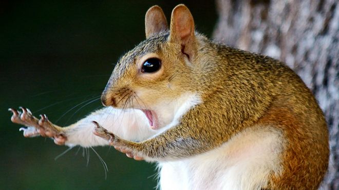 Shocked squirrel